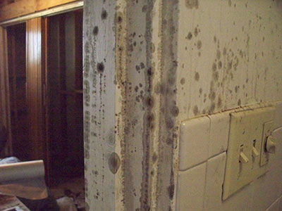 Walls covered in mold