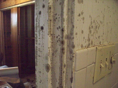 Mold-Try-This-A Walls covered in mold